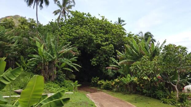 View of tropical vegetation Pitcairn Islands.