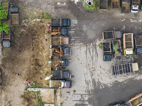 Aerial view of the Animal Market Prambanan with trucks carrying livestock and people working on the grounds in Kecamatan Prambanan Jawa Tengah Indonesia. Aerial view of the Animal Market Prambanan with trucks carrying livestock and people working on the grounds in Kecamatan Prambanan Jawa Tengah Indonesia.