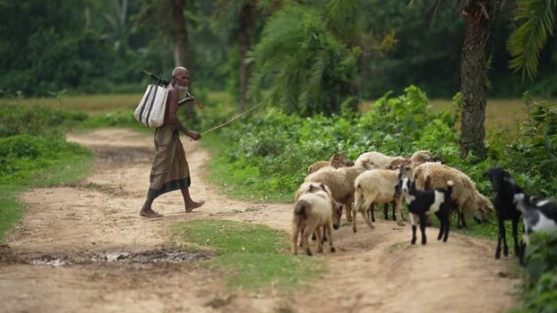 View of a shepherd herding sheep and goats on a rural path Bangladesh.