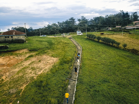 Aerial view of a winding path amidst vibrant green fields and contrasting dry earth Obudu Cross River Nigeria.