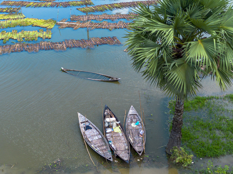 Aerial view of Patul with traditional wooden boats moored near a palm tree and floating vegetation in the flooded landscape of Natore District Rajshahi Division Bangladesh.