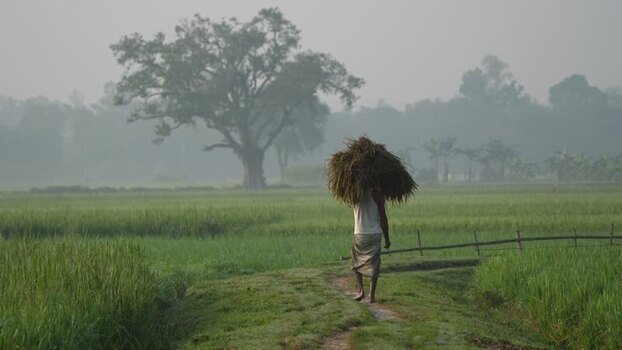 View of a farmer carrying harvest through misty fields Bangladesh. View of a farmer carrying harvest through misty fields Bangladesh.