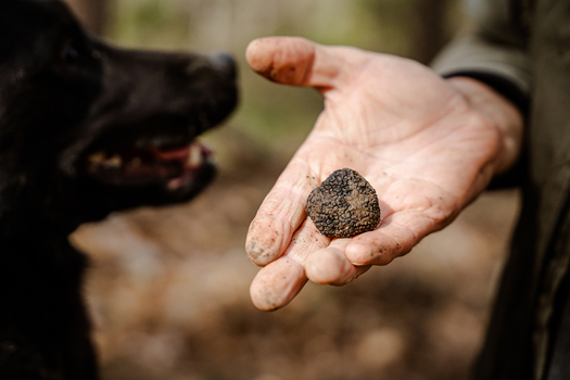 View of an earthy truffle held in a weathered hand presented to a curious black dog amidst the rustic charm of Istria Pula Istria County Croatia.