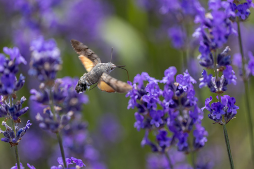 View of a hummingbird hawk moth hovering and feeding on vibrant purple lavender flowers in a garden Wittenheim Grand Est France.