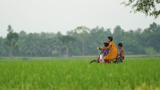 View of children riding a bicycle through green rice fields Bangladesh.