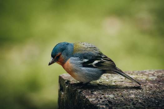 View of a small bird with vibrant blue head and orange breast perched on a weathered stone against a soft green backdrop Ponta Delgada Azores Portugal. View of a small bird with vibrant blue head and orange breast perched on a weathered stone against a soft green backdrop Ponta Delgada Azores Portugal.