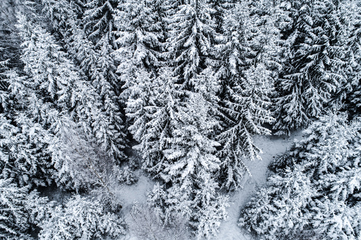 Aerial view of a dense coniferous forest covered in fresh white snow in Latvia. Aerial view of a dense coniferous forest covered in fresh white snow in Latvia.