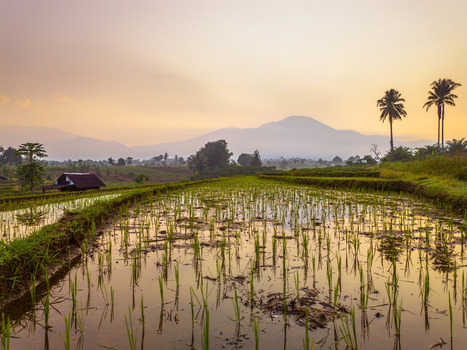 Aerial view of Kemumu rice terraces reflecting the golden hour sky with lush greenery palm trees and a distant mountain in Arma Jaya Bengkulu Indonesia. Aerial view of Kemumu rice terraces reflecting the golden hour sky with lush greenery palm trees and a distant mountain in Arma Jaya Bengkulu Indonesia.