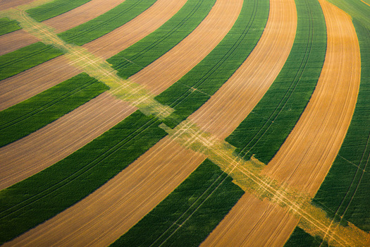 Aerial view of curved striped agricultural fields with green and golden crops and a tractor path cutting through the landscape in Chvalkovice Hradec Kralove Region Czechia.
