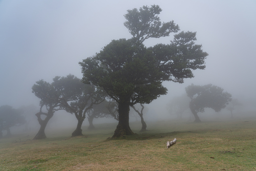 Aerial view of ancient laurel trees in the misty Fanal Forest with thick fog covering the landscape in Madeira. Aerial view of ancient laurel trees in the misty Fanal Forest with thick fog covering the landscape in Madeira.