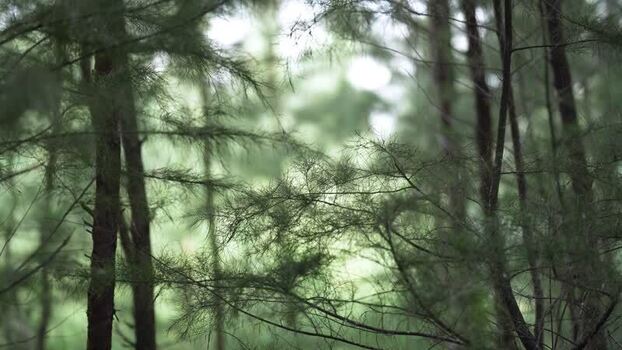 View of pine tree branches in a coastal forest Bangladesh.