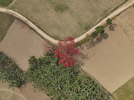 Aerial view of a vibrant red flowering tree standing amidst banana plantations and agricultural fields divided by dirt paths in Kushtia District Khulna Division Bangladesh. Aerial view of a vibrant red flowering tree standing amidst banana plantations and agricultural fields divided by dirt paths in Kushtia District Khulna Division Bangladesh.