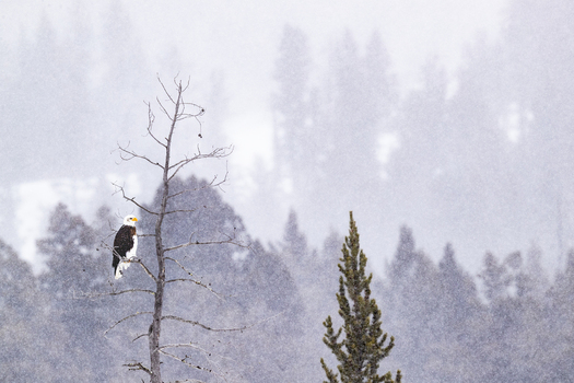 View of a bald eagle perched on a bare tree branch during a heavy winter snowstorm in a forest in Yellowstone National Park Wyoming United States. View of a bald eagle perched on a bare tree branch during a heavy winter snowstorm in a forest in Yellowstone National Park Wyoming United States.