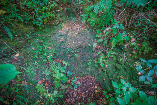 View of lush green ferns and moss covered rocks on the forest floor in Deer Park Looe Cornwall United Kingdom. View of lush green ferns and moss covered rocks on the forest floor in Deer Park Looe Cornwall United Kingdom.