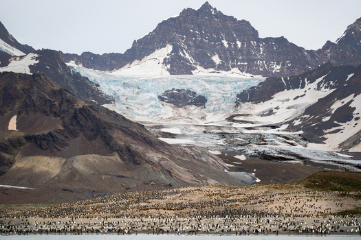 View of a large colony of king penguins on the beach at Saint Andrew s Bay with a massive glacier and rugged mountains in the background South Georgia and the South Sandwich Islands. View of a large colony of king penguins on the beach at Saint Andrew s Bay with a massive glacier and rugged mountains in the background South Georgia and the South Sandwich Islands.
