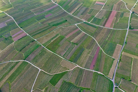 Aerial view of the geometric patchwork of lush green vineyards and cultivated fields divided by narrow rural paths Ribeauville Grand Est France. Aerial view of the geometric patchwork of lush green vineyards and cultivated fields divided by narrow rural paths Ribeauville Grand Est France.