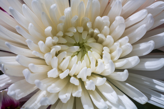 View of a detailed close up of a white chrysanthemum flower with delicate petals and a soft center in Looe Cornwall United Kingdom. View of a detailed close up of a white chrysanthemum flower with delicate petals and a soft center in Looe Cornwall United Kingdom.