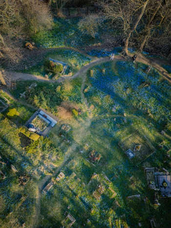 Aerial view of Bernardine Cemetery in spring with historic gravestones winding paths and carpets of blue scilla flowers blooming among trees in Vilnius Vilniaus apskritis Lithuania. Aerial view of Bernardine Cemetery in spring with historic gravestones winding paths and carpets of blue scilla flowers blooming among trees in Vilnius Vilniaus apskritis Lithuania.