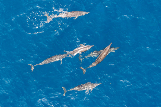 Aerial view of a pod of dolphins swimming in the deep blue ocean water with ripples and splashes in Makunudhoo Haa Dhaluu Atoll Maldives.