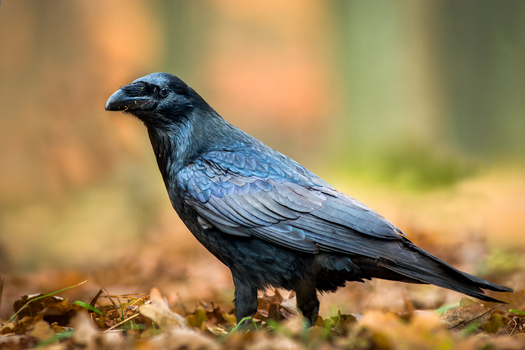 View of a common raven standing on a bed of fallen autumn leaves in a forest in Debrzno Pomeranian Voivodeship Poland.