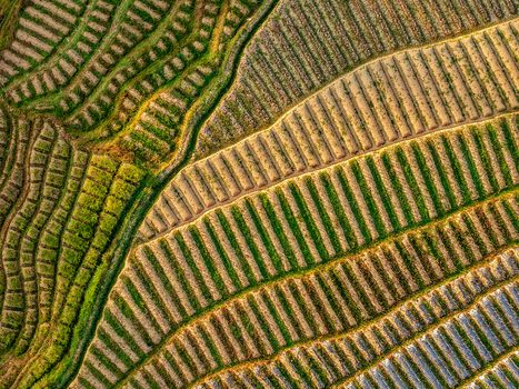 Aerial view of Dieng Plateau featuring intricate agricultural terraced fields with vibrant green crops and soil rows in Indonesia.