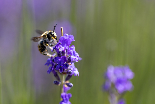 View of a bee pollinating a purple lavender flower in a field with a soft blurred background Wittenheim Grand Est France.