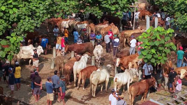 Aerial view of Animal Market Prambanan with cattle Indonesia. Aerial view of Animal Market Prambanan with cattle Indonesia.