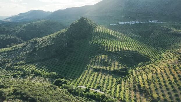 Aerial view of olive groves on a hill Spain.