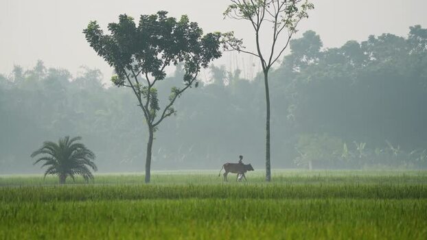 View of a person riding a cow through a green field in Bangladesh.