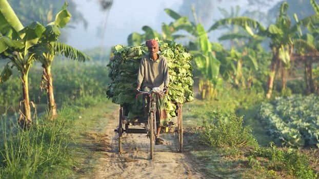 View of a man riding a bicycle cart with vegetables Bangladesh. View of a man riding a bicycle cart with vegetables Bangladesh.
