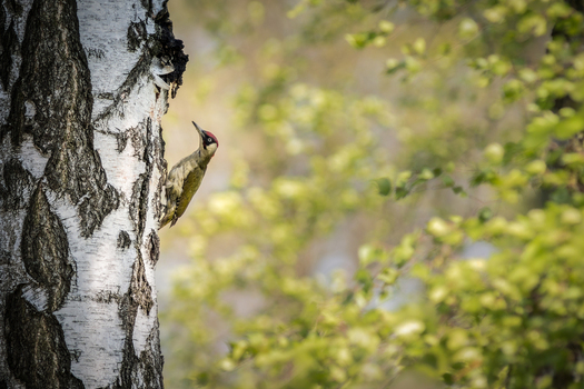 View of a European green woodpecker perched on the textured bark of a white birch tree in a forest in Debrzno Pomeranian Voivodeship Poland.
