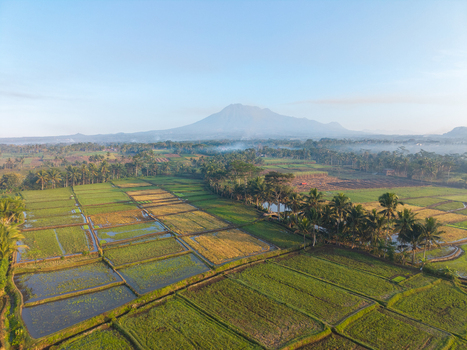 Aerial view of lush green rice paddies and agricultural fields with palm trees set against a majestic volcano in Ngajum East Java Indonesia. Aerial view of lush green rice paddies and agricultural fields with palm trees set against a majestic volcano in Ngajum East Java Indonesia.