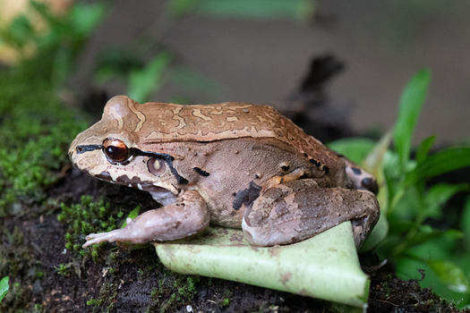 View of a brown frog resting on a green leaf in the lush tropical environment of Puerto Jimenez Puntarenas Province Costa Rica.