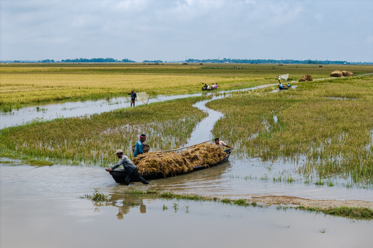 Itna Bangladesh 04 May 2026 Aerial view of farmers in small wooden boats harvesting rice in flooded fields under a cloudy sky. Itna Bangladesh 04 May 2026 Aerial view of farmers in small wooden boats harvesting rice in flooded fields under a cloudy sky.