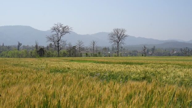 View of a vast wheat field with mountains in the distance Nepal.