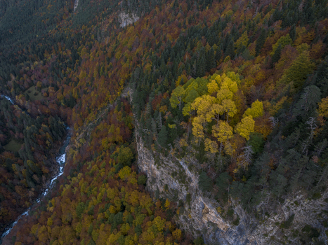 Aerial view of the Pyrenees mountains during autumn with vibrant yellow and orange foliage on the trees rocky cliffs and a winding river flowing through the valley in Spain. Aerial view of the Pyrenees mountains during autumn with vibrant yellow and orange foliage on the trees rocky cliffs and a winding river flowing through the valley in Spain.
