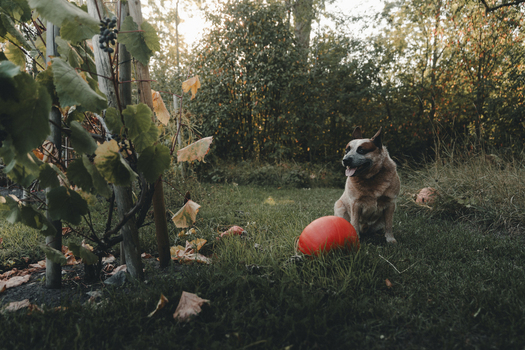 View of an Australian Cattle Dog sitting in a garden next to a bright orange pumpkin with grapevines and autumn trees in the background in Laane County Estonia.