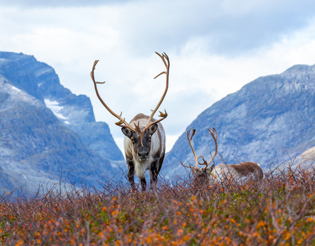 View of reindeer standing in a field with autumn foliage against a backdrop of dramatic mountains in Fjord More og Romsdal Norway. View of reindeer standing in a field with autumn foliage against a backdrop of dramatic mountains in Fjord More og Romsdal Norway.