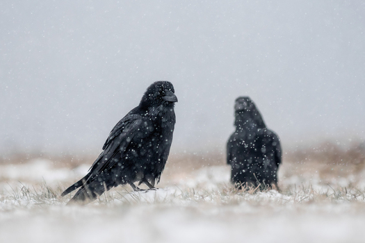 View of two black ravens standing on a snow covered field during a light snowfall in Debrzno Pomeranian Voivodeship Poland.