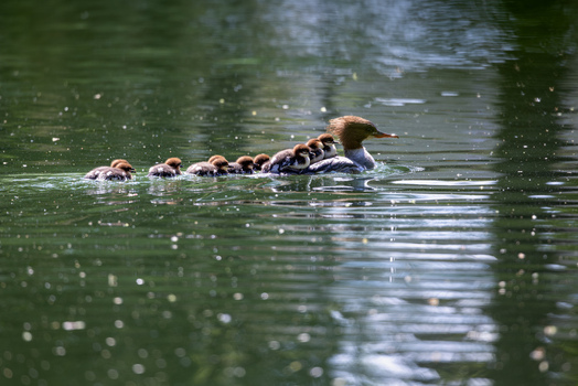 View of a female common merganser swimming on a calm pond with several ducklings riding on her back and following in the water Mulhouse Grand Est France.