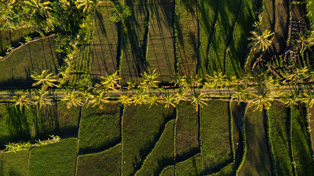Aerial view of lush green rice paddies with rows of palm trees casting long shadows during the golden hour in Cangkringan Special Region of Yogyakarta Indonesia.