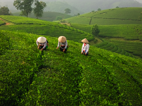 Aerial view of Long Coc Tea Hill with women wearing conical hats picking tea leaves on lush green rolling hills in Long Coc Phu Tho Vietnam.