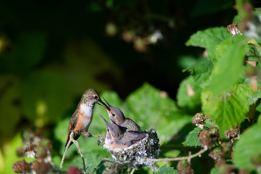 View of a mother hummingbird feeding her chicks in a small nest nestled among green leaves in Canada. View of a mother hummingbird feeding her chicks in a small nest nestled among green leaves in Canada.