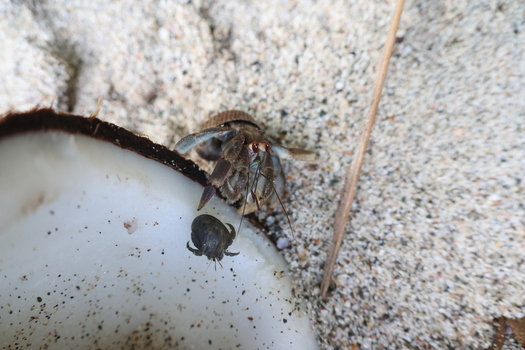 View of a hermit crab emerges cautiously from its borrowed shell juxtaposed against the rough texture of a broken coconut Quepos Puntarenas Province Costa Rica.
