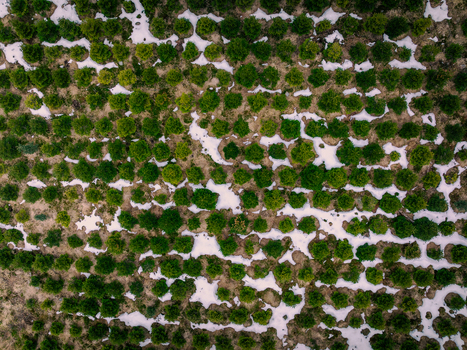 Aerial view of Christmas tree plantations with patches of melting snow scattered across the rows of young evergreen trees in Hjelmelandsvagen Rogaland Norway.