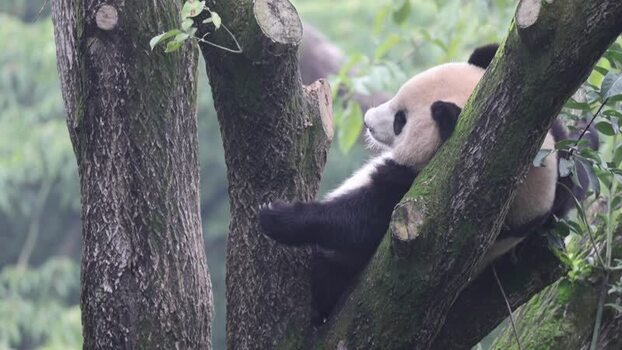 View of a giant panda resting in a tree in China. View of a giant panda resting in a tree in China.