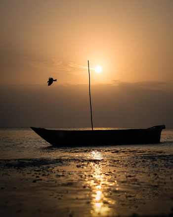 View of a solitary boat at dusk bathed in the golden light of the setting sun with a bird in flight over the calm waters Paje Unguja South Region Tanzania.