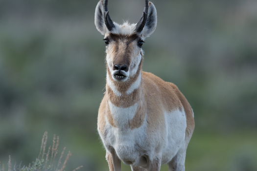 View of a pronghorn standing in the landscape of Yellowstone National Park United States. View of a pronghorn standing in the landscape of Yellowstone National Park United States.