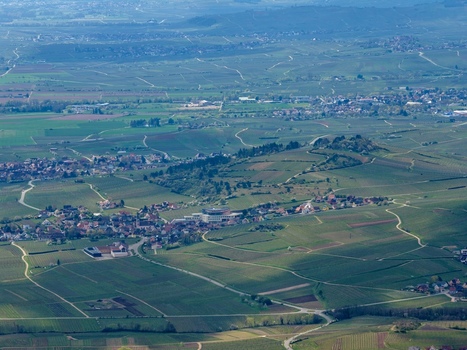 Aerial view of rolling vineyards and the quaint village nestled in the hills a tapestry of green and brown stretching to the horizon Kintzheim Grand Est France.