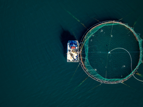 Aerial view of a circular salmon farm net with a service boat in the deep blue waters of the fjord in Gratangen Norway. Aerial view of a circular salmon farm net with a service boat in the deep blue waters of the fjord in Gratangen Norway.